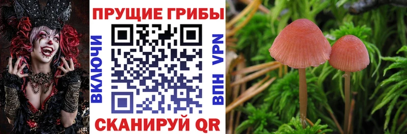 Псилоцибиновые грибы мицелий Болотное